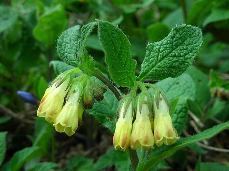 Symphytum tuberosum / Consolida femmina